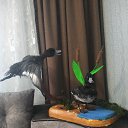 ������ ( ��� �������� � ������� �������) �� ������� ���� ������