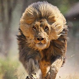 ����, ������, 44 ����