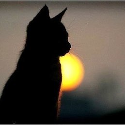 �����, �����������, 60 ���