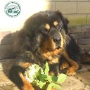 ���� ����, �����-��������� - ��������� 1 ������� 2022 � ������ ������ ��������