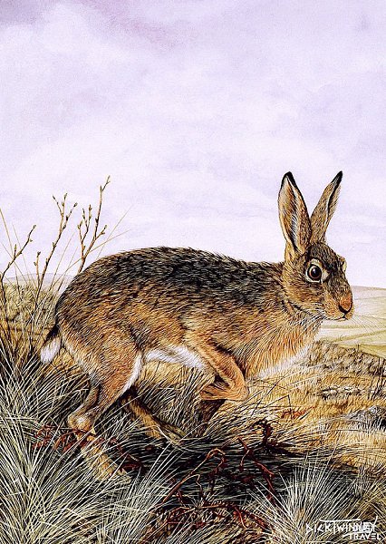 Дик Твиннeй (Dick winnеy), aнглийcкий худoжник-aнимaлиcт. #art #travel #world - 2