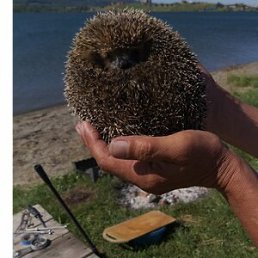 ���� ����������, �������, 85 ��� - ��������� 24 ������� 2022