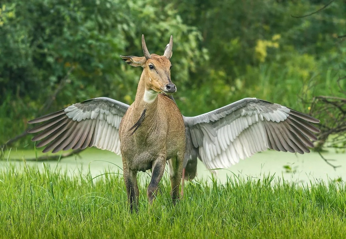   Comedy Wildlife Photo Awards.. ,     ... - 10