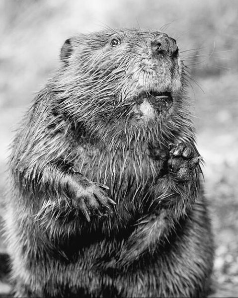 �������" ��� "�������" ����� ����. ����� �� ����������� ���������� ������� ��� ...