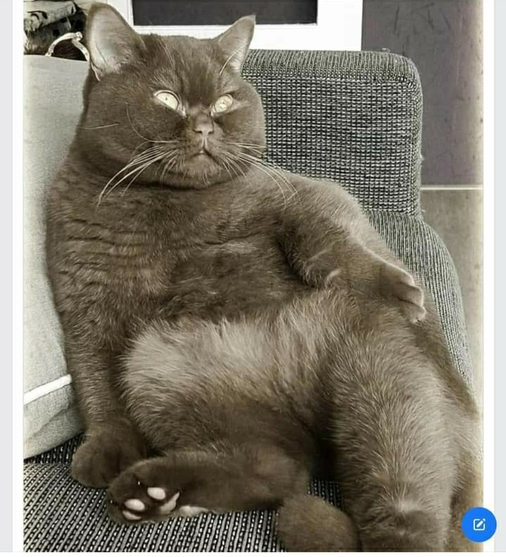 Я, вообще, – собачник, по состоянию души, но он сам пришёл... Кот, котяра, котище. По ширине лица ...