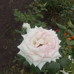 , , 54 