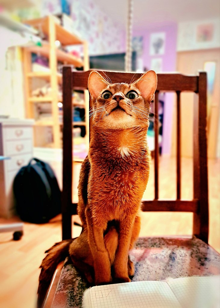   ,    )))