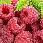 ��������, 33 ����, ������