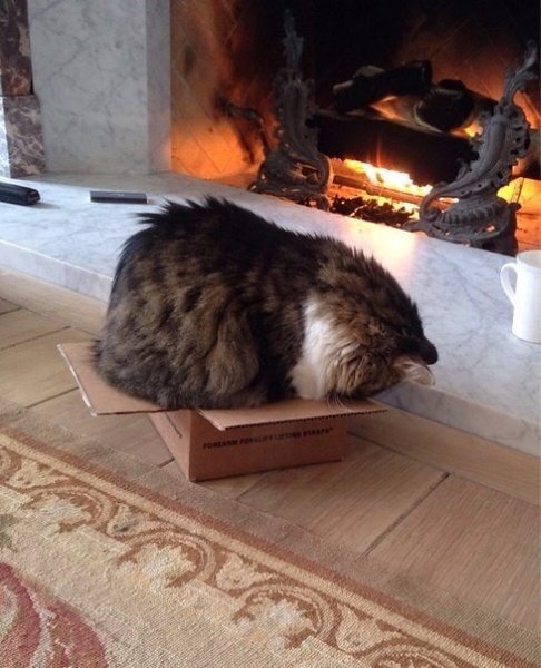 Кошки, которые отказываются верить, что не поместятся в коробку