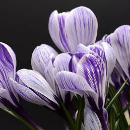 ���� �����, �������, 60 ��� - ��������� 5 ������� 2023