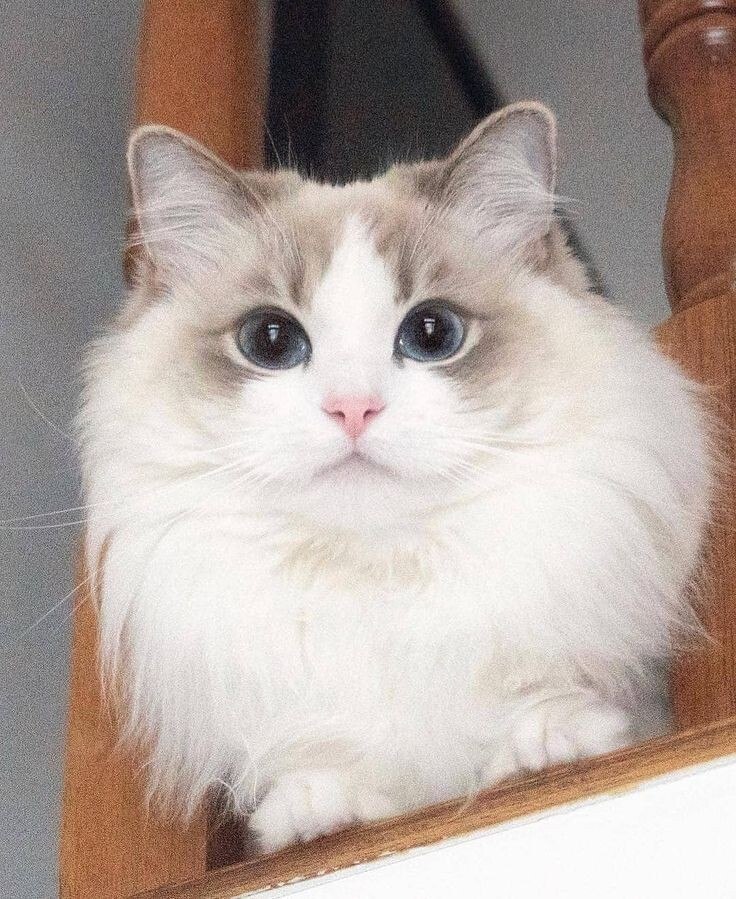Глаза, полные любви... Кошка меня раньше не то чтобы не любила. Просто игнорировала. Лет десять. Я ...