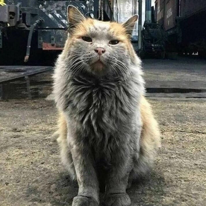 ,    