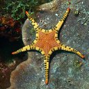  Ann Ann,  -  20  2022    