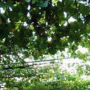  Petrea, , 62  -  20  2022    