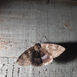 ���������, �����, 51 ���