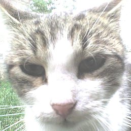 ����, ������-��-����, 64 ����