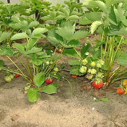 Petr, �����, 75 ���