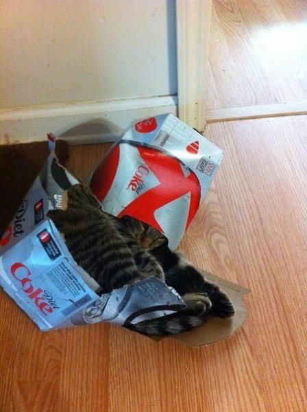 Кошки, которые отказываются верить, что не поместятся в коробку - 4