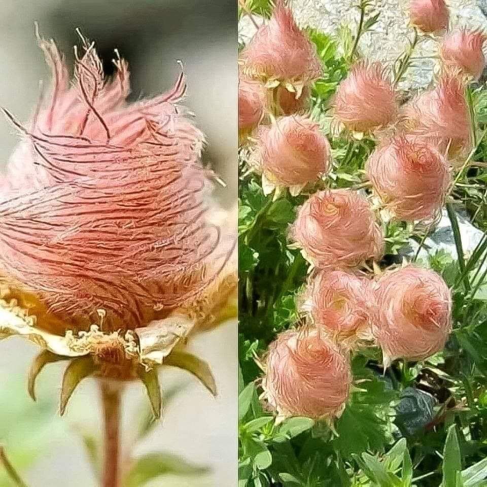 :)  Prairie Smoke Flower    .     "  ...