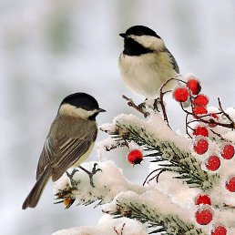 �����, �������, 53 ����