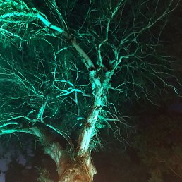 Karol, �������, 38 ���