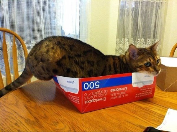 Кошки, которые отказываются верить, что не поместятся в коробку - 5