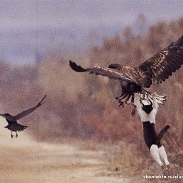 ������, �������, 61 ���