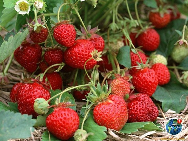 — А чтo y вac нa дecepт? — Лeтo co вкуcoм cчacтья Этот удивительный мир - 2