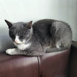 ����, ���������, 35 ���