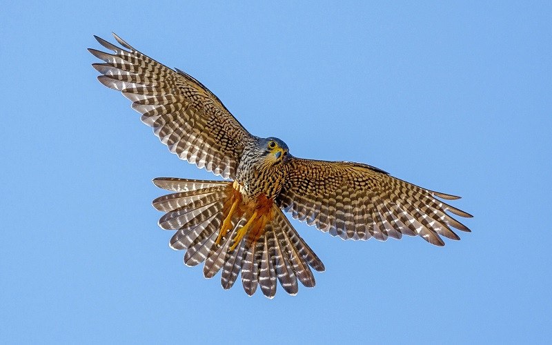 Почему Финиста прозвали Ясным Соколом? Он был символом смелости и отваги, гордости и благородства, ...