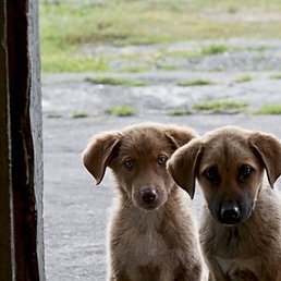 ���, ������, 46 ���