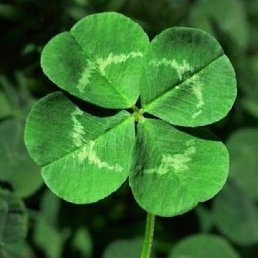 �������, ������