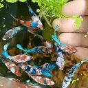 ���� ���� ��������, ����� - ��������� 4 ������� 2022 � ������ ������ ��������