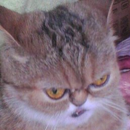 ���������, ��������, 24 ����