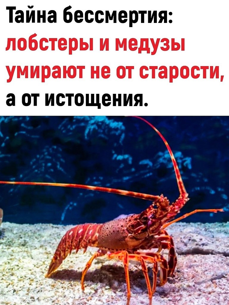 Очень интересный факт | Интеллектуариум © | Фотострана | Пост №2529650083
