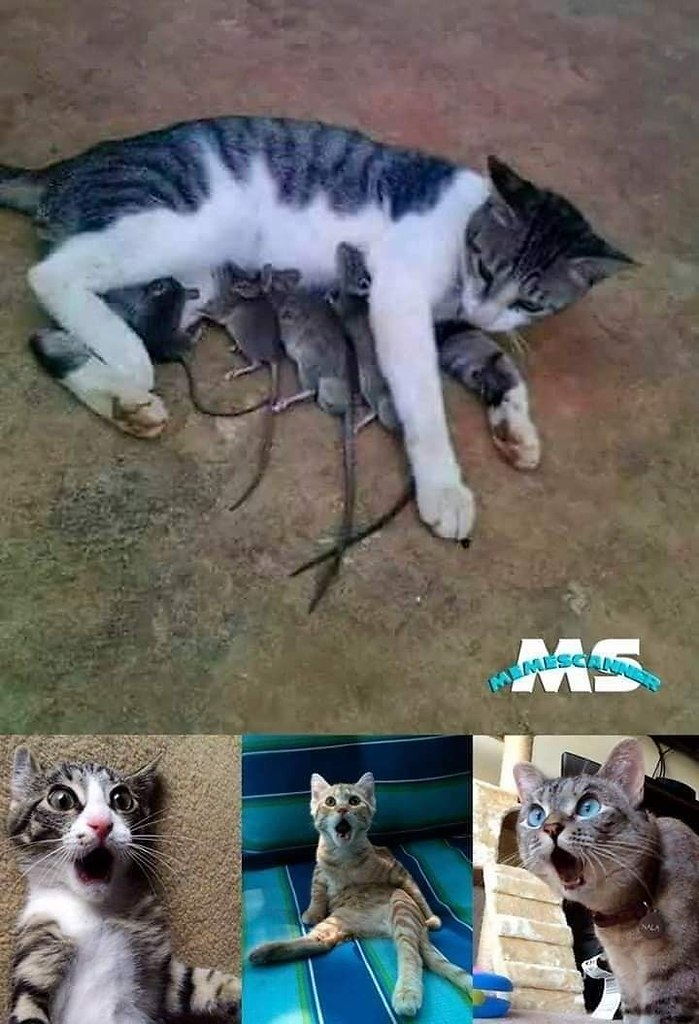 :)  ...)))