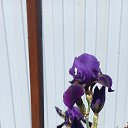 ���� �������, ������, 52 ���� - ��������� 7 ���� 2022 � ������ ���� ����������