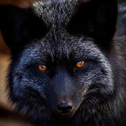 Sly Fox, -