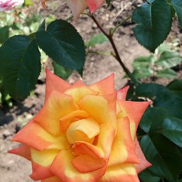 ����, �����, 51 ���