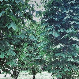 �����, �����-���������, 34 ����