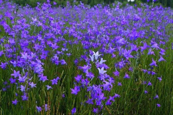 Хочется рухнуть в траву не помятую, В небо уставить глаза завидущие, И окунуться в цветочные запахи, ...