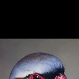 �����, ������, 37 ���