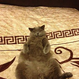 ��������, ������, 45 ���