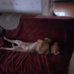 �������, ���������, 52 ����