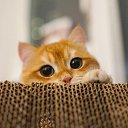 ���� �����, ������, 56 ��� - ��������� 24 �������� 2022 � ������ ���� ����������