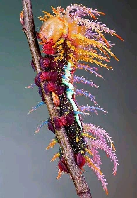:)  Automeris Larra .