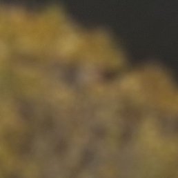 �����������, ���������, 56 ���