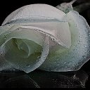 ���� ���������, ������, 50 ��� - ��������� 12 ������ 2023 � ������ ���� ����������