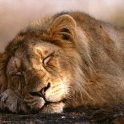 ����, 42 ����, ���������