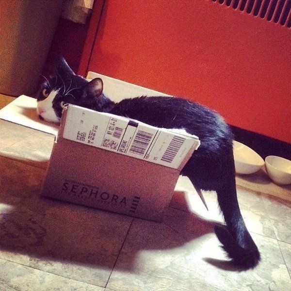 Кошки, которые отказываются верить, что не поместятся в коробку - 6
